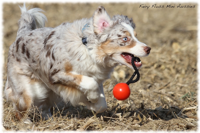 Mini Aussie Bilder