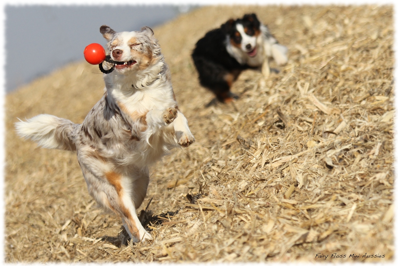 Mini Aussie Bilder