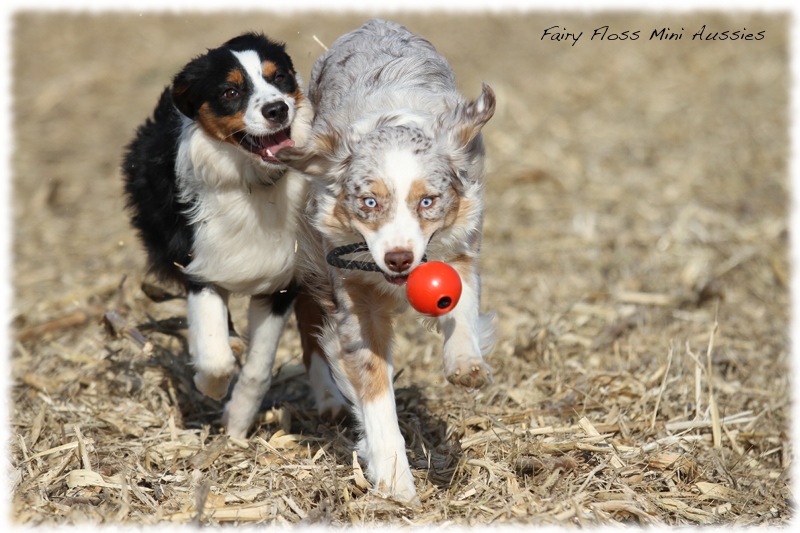 Mini Aussie Bilder