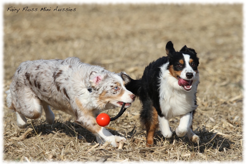 Mini Aussie Bilder