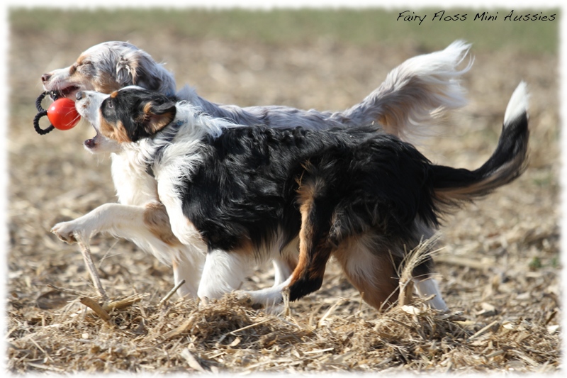 Mini Aussie Bilder