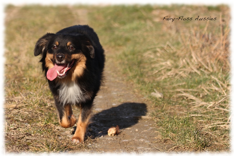 Mini Aussie Bilder