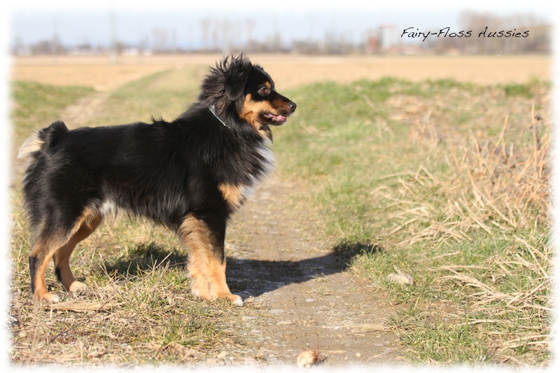 Mini Aussie Bilder