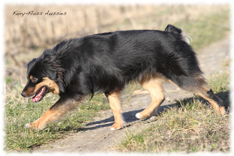 Mini Aussie Bilder