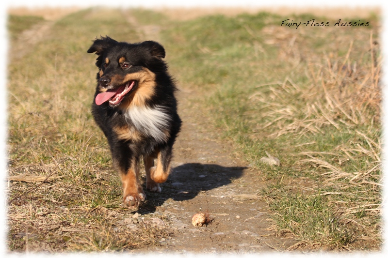 Mini Aussie Bilder