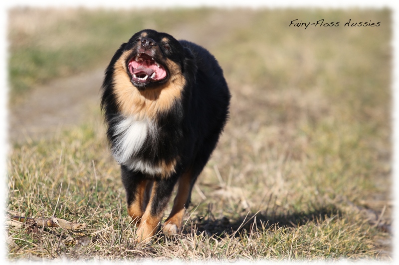 Mini Aussie Bilder