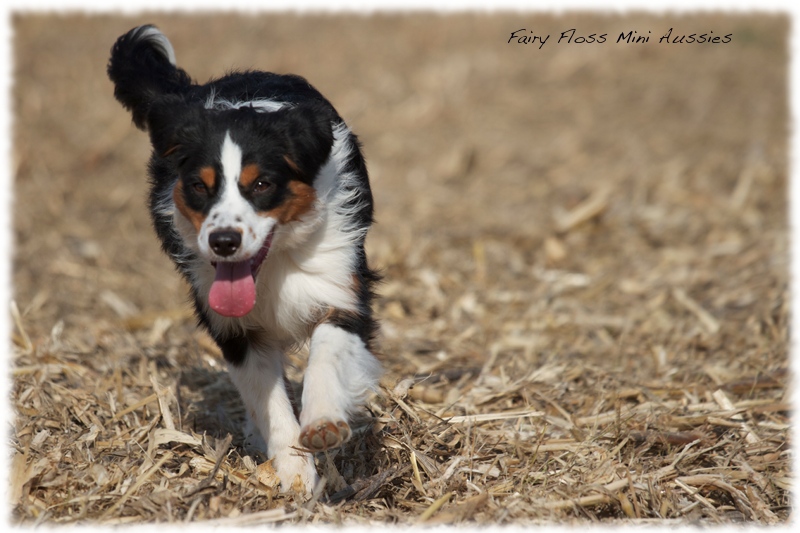 Mini Aussie Bilder