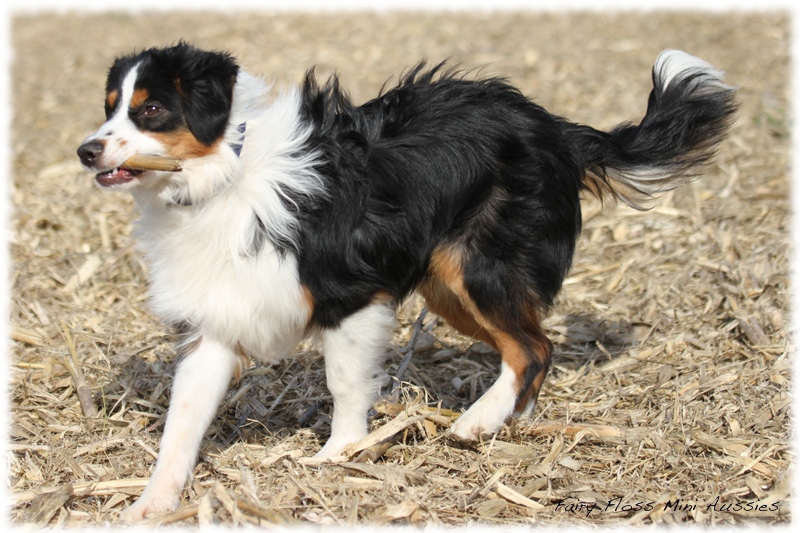 Mini Aussie Bilder