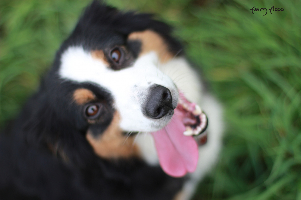 Black Tri Mini Aussie Hündin