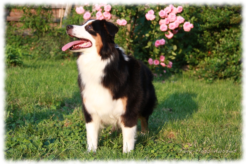 Black Tri Mini Aussie Hündin