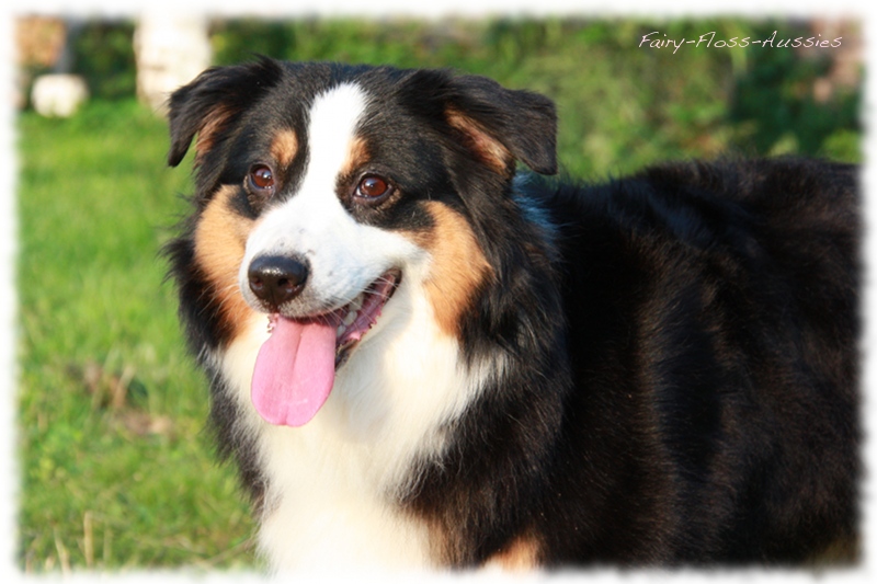 Black Tri Mini Aussie Hündin