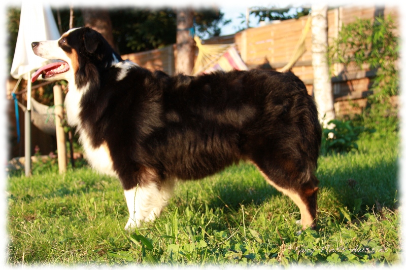 Black Tri Mini Aussie Hündin