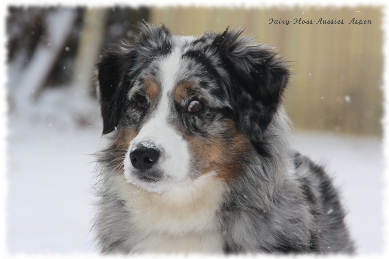 Mini Aussie Weihnachtsaussie