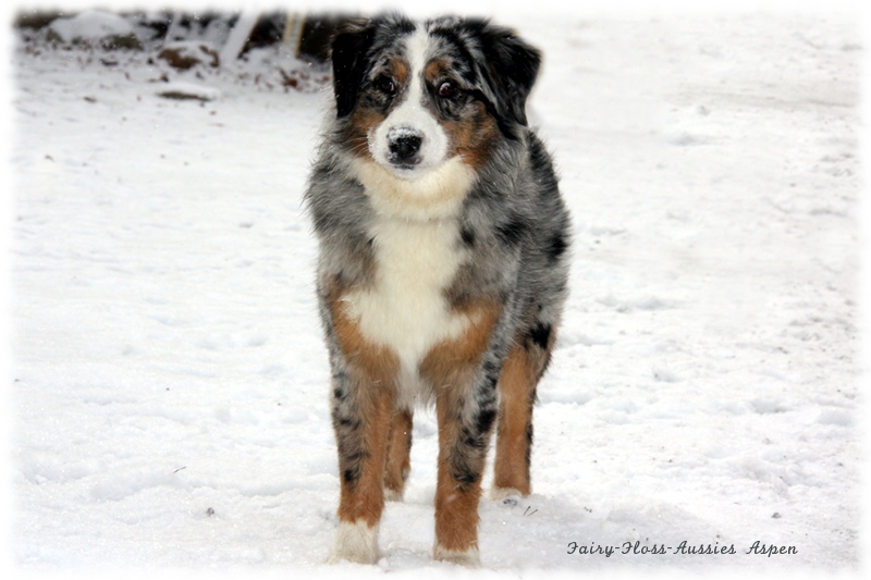 Mini Aussie Weihnachtsaussie