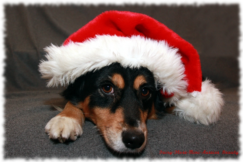 Mini Aussie Weihnachtsaussie