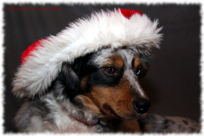 Mini Aussie Weihnachtsaussie