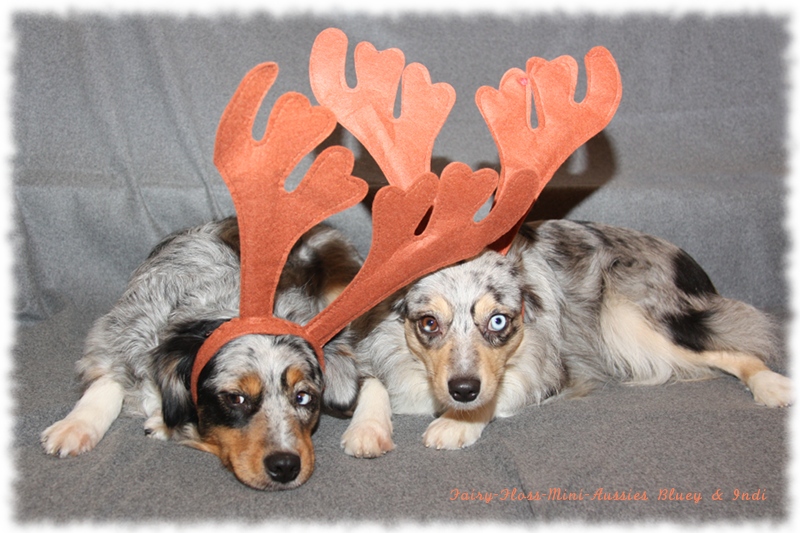 Mini Aussie Weihnachtsaussie