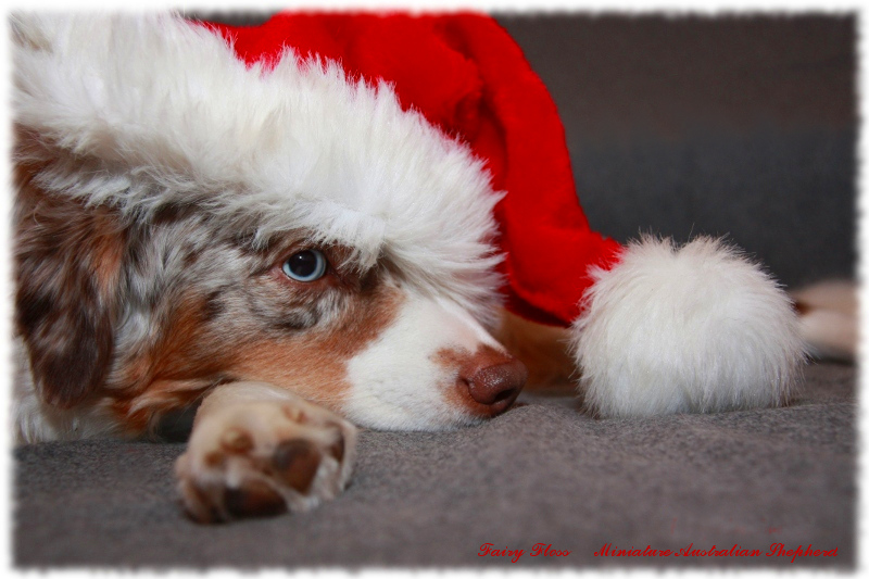 Mini Aussie Weihnachtsaussie