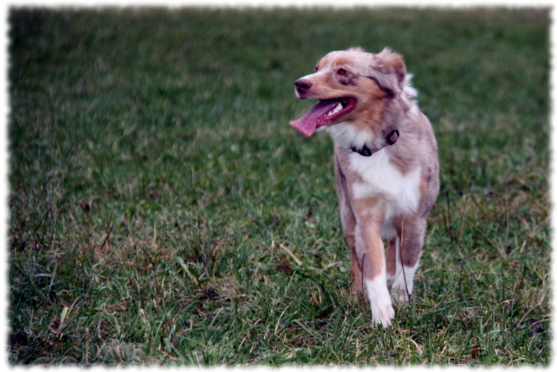 Red Merle Mini Aussies beim Spielen