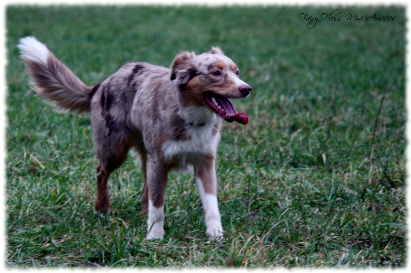 Red Merle Mini Aussies beim Spielen