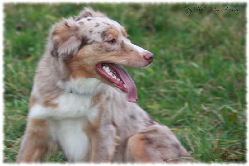 Red Merle Mini Aussies beim Spielen