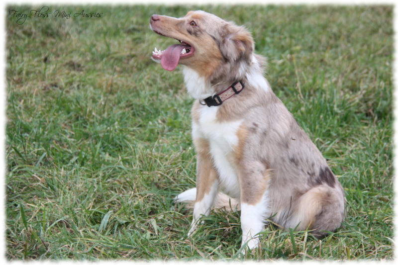 Red Merle Mini Aussies beim Spielen