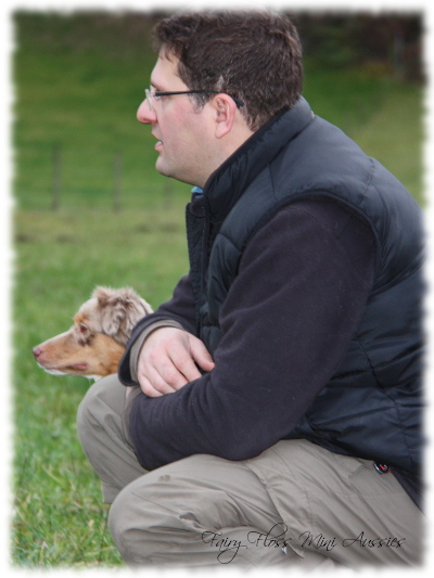 Red Merle Mini Aussies beim Spielen