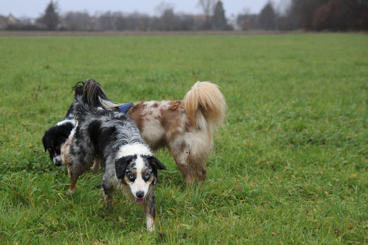 Gesunde Miniature American / Australian Shepherd Welpen Mini Aussie Welpen - Mini Aussie Züchter - Gesunde Mini Aussies