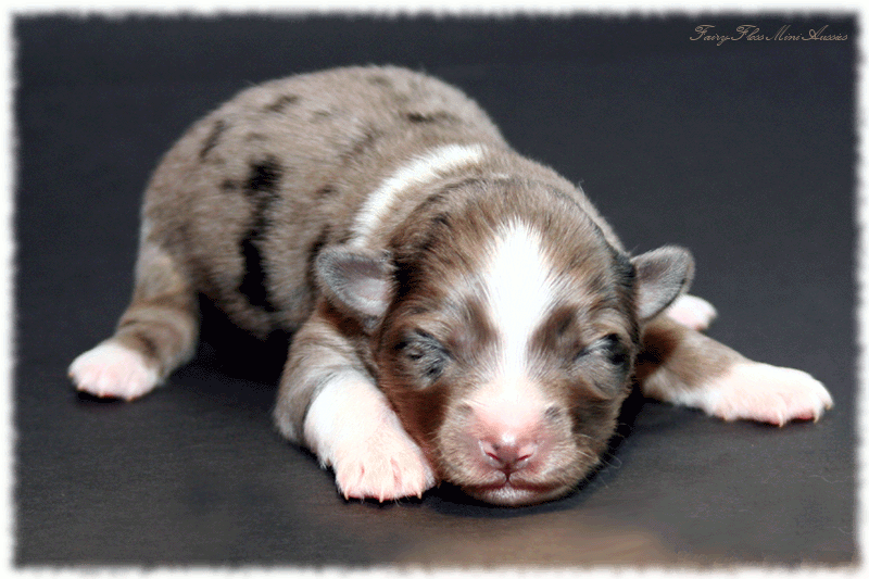 Mini Aussie Welpe