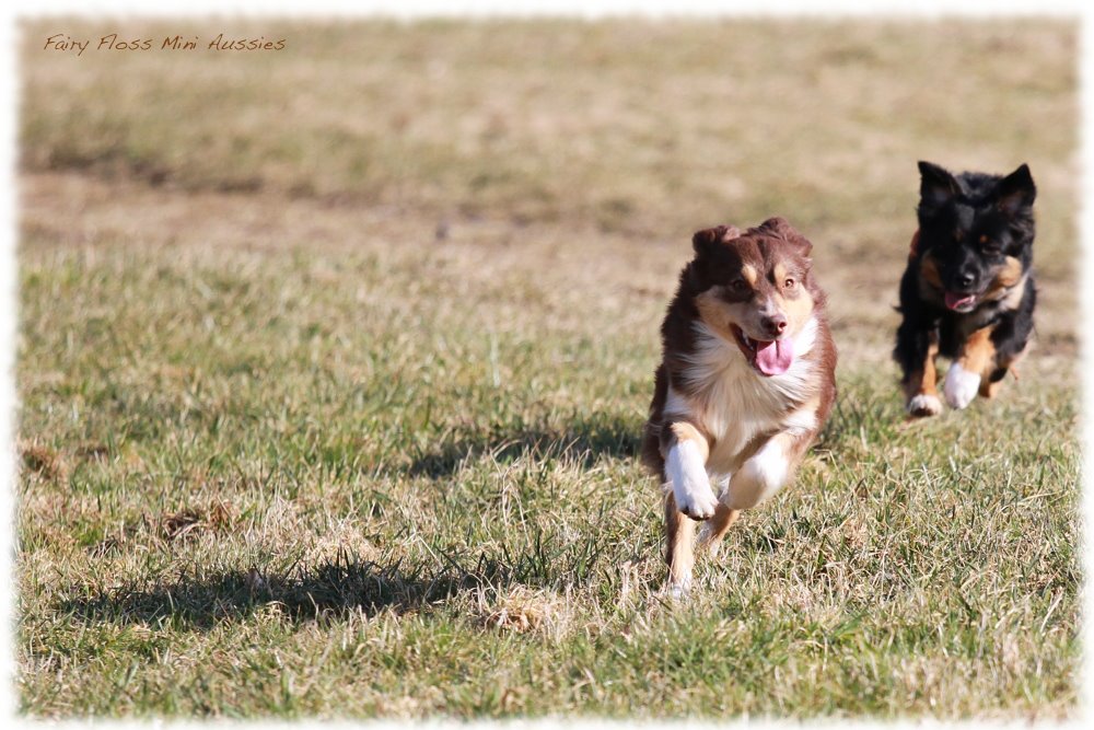 Mini Aussie Junghund