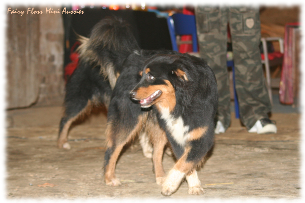 Mini Aussies