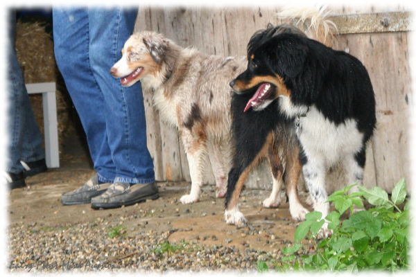 Mini Aussie Welpentreffen