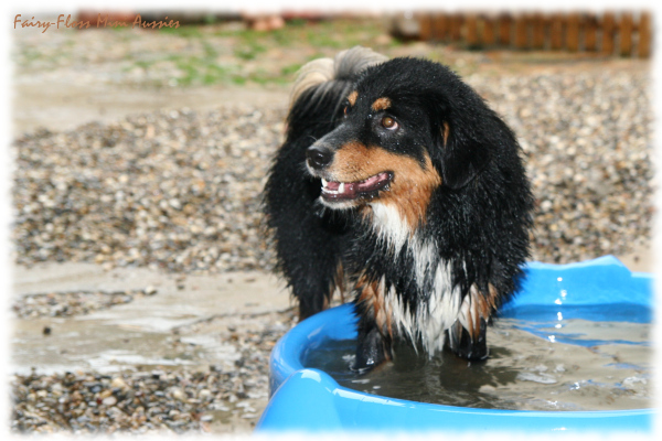 Mini Aussies Welpen Treffen