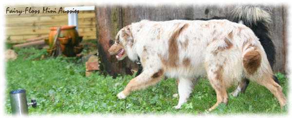 Mini Aussies Welpen Treffen