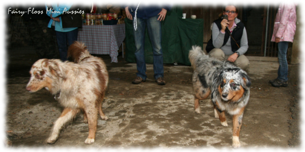 Mini Aussies Welpen Treffen