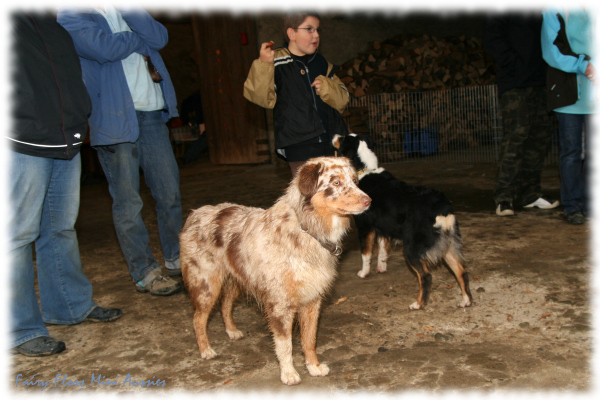 Mini Aussies