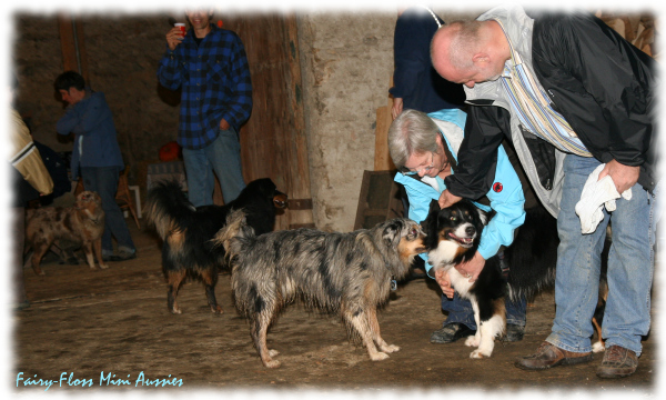 Mini Aussies