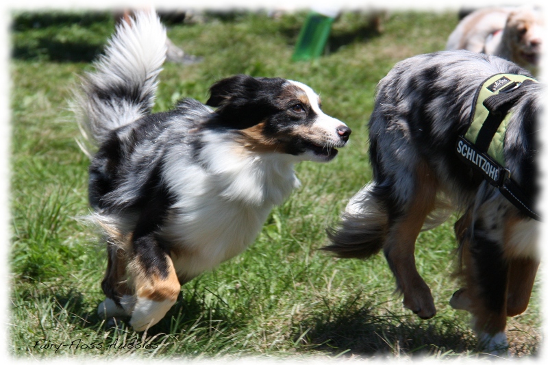 Mini Aussie Welpen -   Mini Aussie Züchter - Gesunde Mini      Aussies