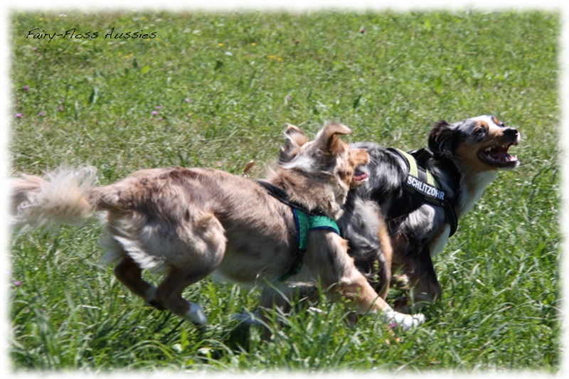 Mini Aussie Welpen -   Mini Aussie Züchter - Gesunde Mini       Aussies