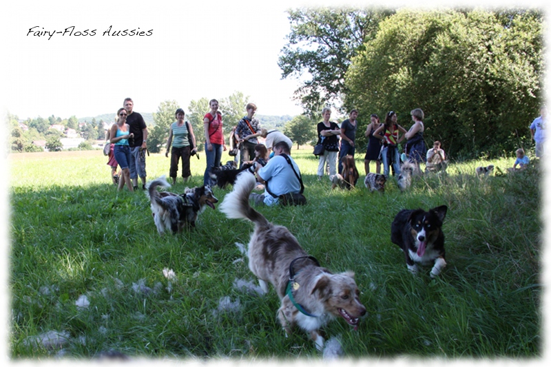 Mini Aussie Welpen -   Mini Aussie Züchter - Gesunde Mini      Aussies