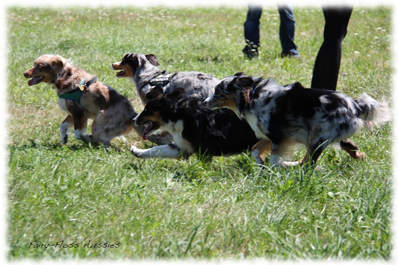 Mini Aussie Welpen -   Mini Aussie Züchter - Gesunde Mini       Aussies