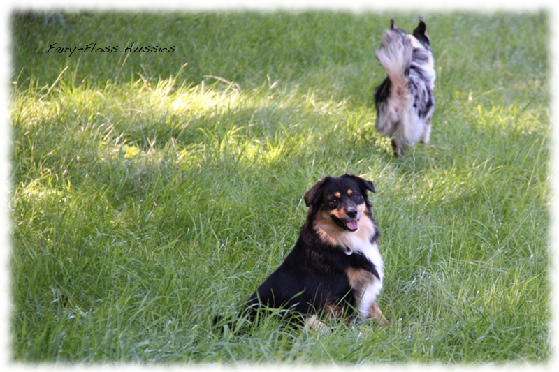 Mini Aussie Welpen -   Mini Aussie Züchter - Gesunde Mini      Aussies