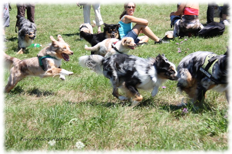 Mini Aussie Welpen -   Mini Aussie Züchter - Gesunde Mini       Aussies