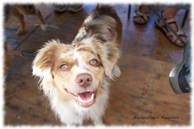 Mini Aussie Welpen -   Mini Aussie Züchter - Gesunde Mini       Aussies