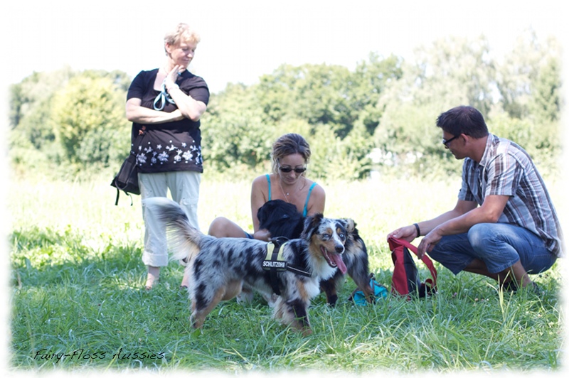 Mini Aussie Welpen -   Mini Aussie Züchter - Gesunde Mini       Aussies