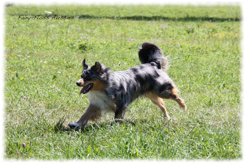 Mini Aussie Welpen -   Mini Aussie Züchter - Gesunde Mini       Aussies