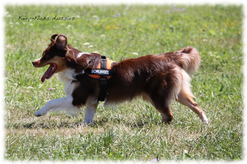 Mini Aussie Welpen -   Mini Aussie Züchter - Gesunde Mini        Aussies