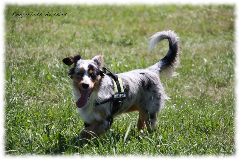 Mini Aussie Welpen -   Mini Aussie Züchter - Gesunde Mini         Aussies