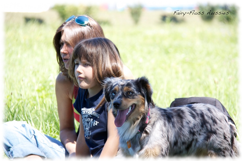 Mini Aussie Welpen -   Mini Aussie Züchter - Gesunde Mini         Aussies