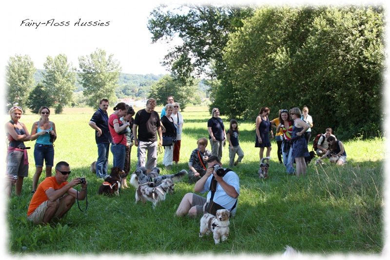 Mini Aussie Welpen -   Mini Aussie Züchter - Gesunde Mini          Aussies